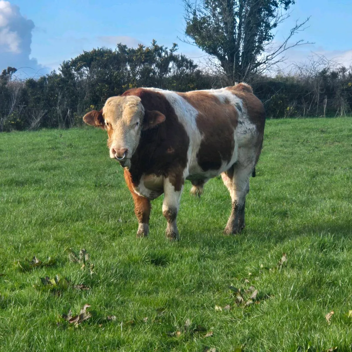 Fleckvieh Bull and Angus bulls for sale - Image 1