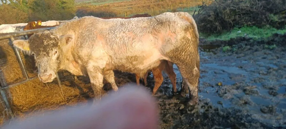 Bull for sale - Image 1