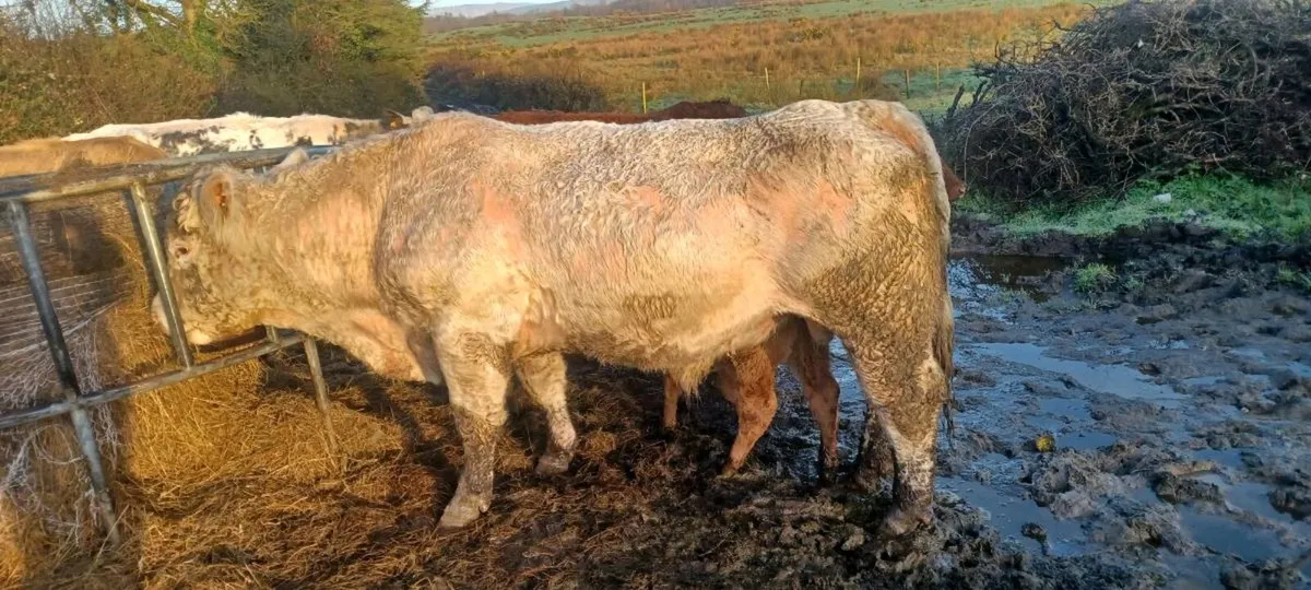 Bull for sale - Image 2