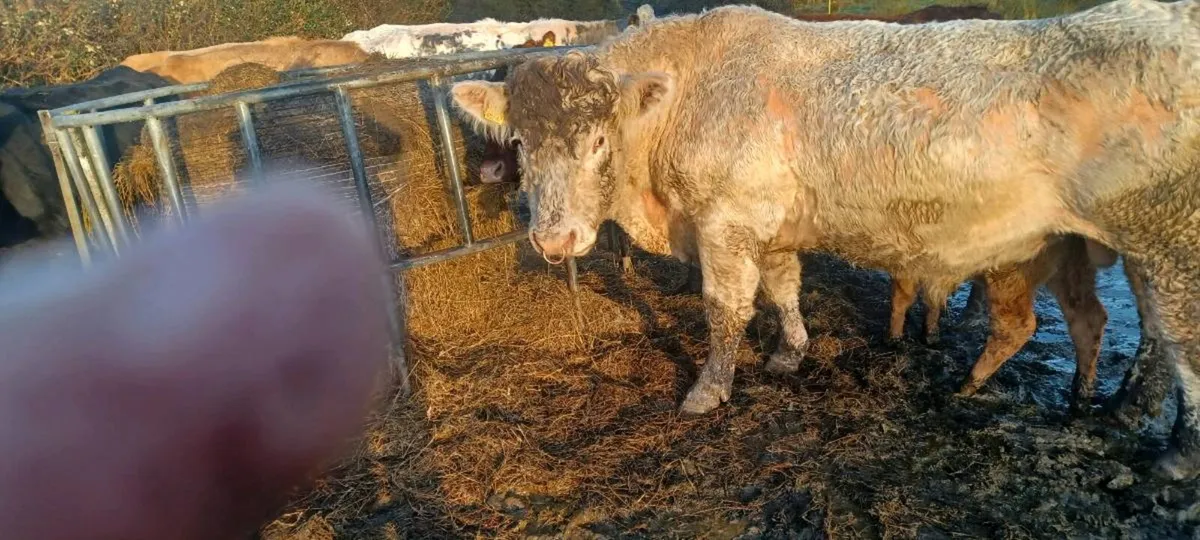 Bull for sale - Image 3