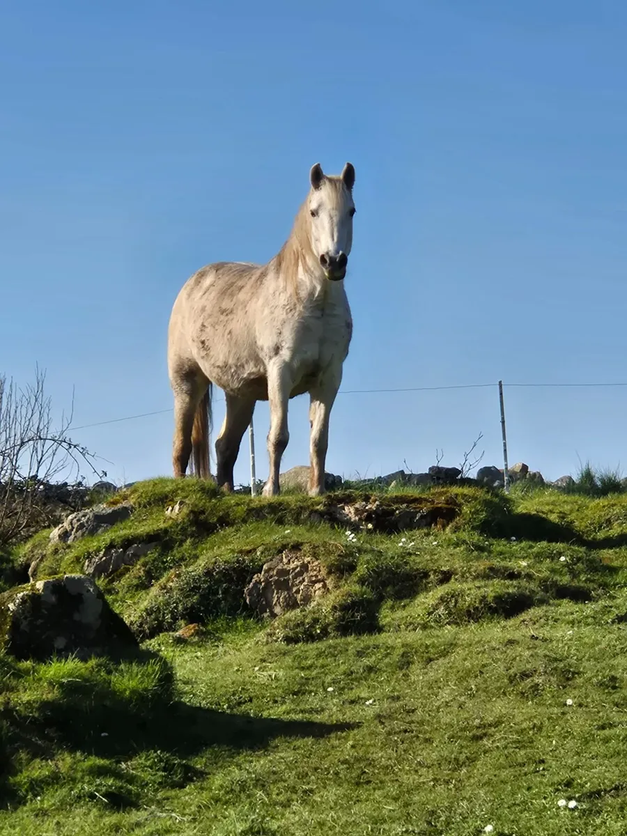 Connemara mare in foal - Image 1