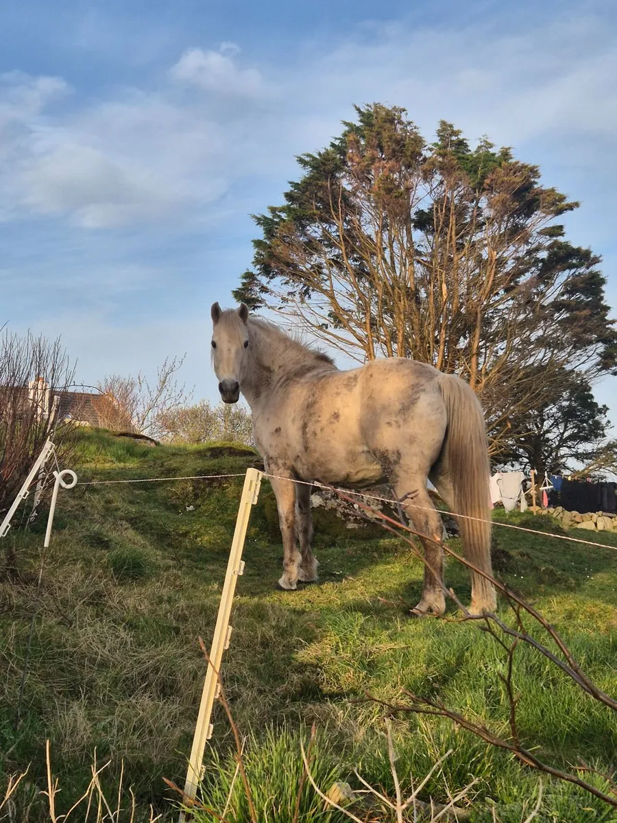 Connemara mare in foal - Image 2