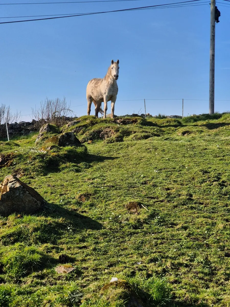 Connemara mare in foal - Image 3