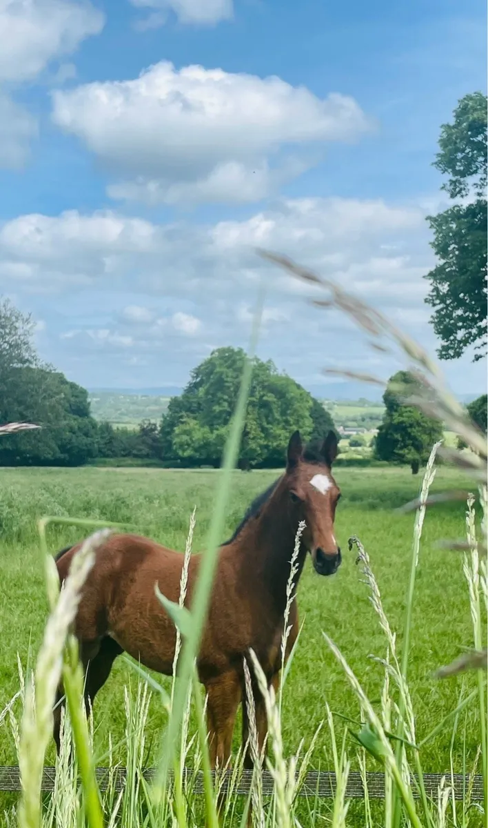 Grass Livery - Image 1