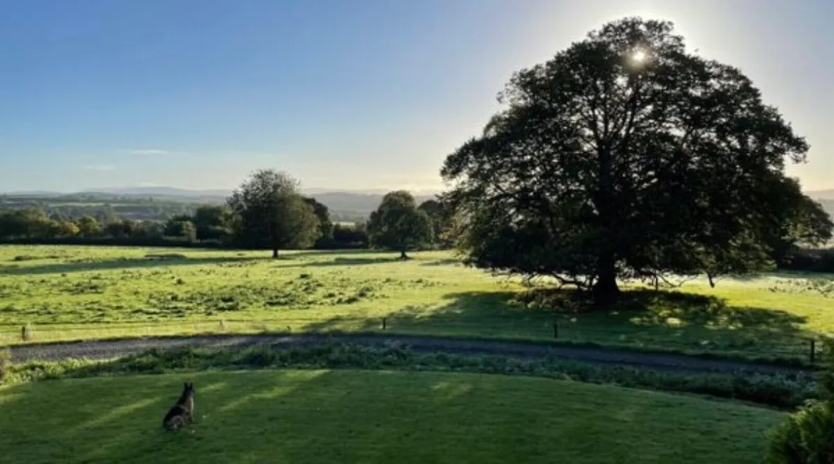 Grass Livery - Image 2