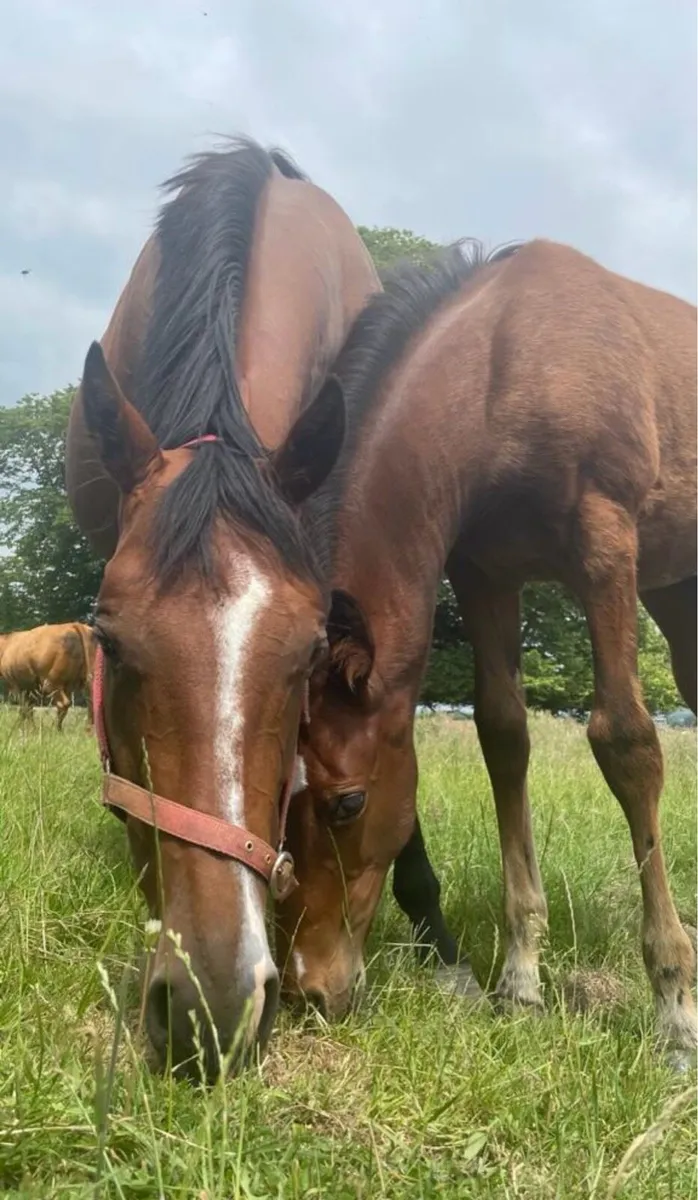 Grass Livery - Image 3