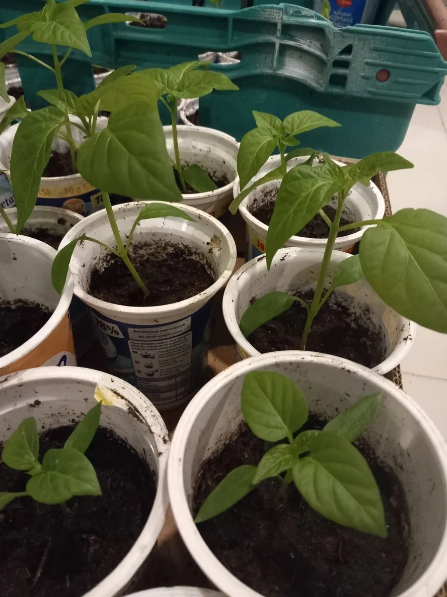 Pepper tomatoe strawberry plants - Image 1