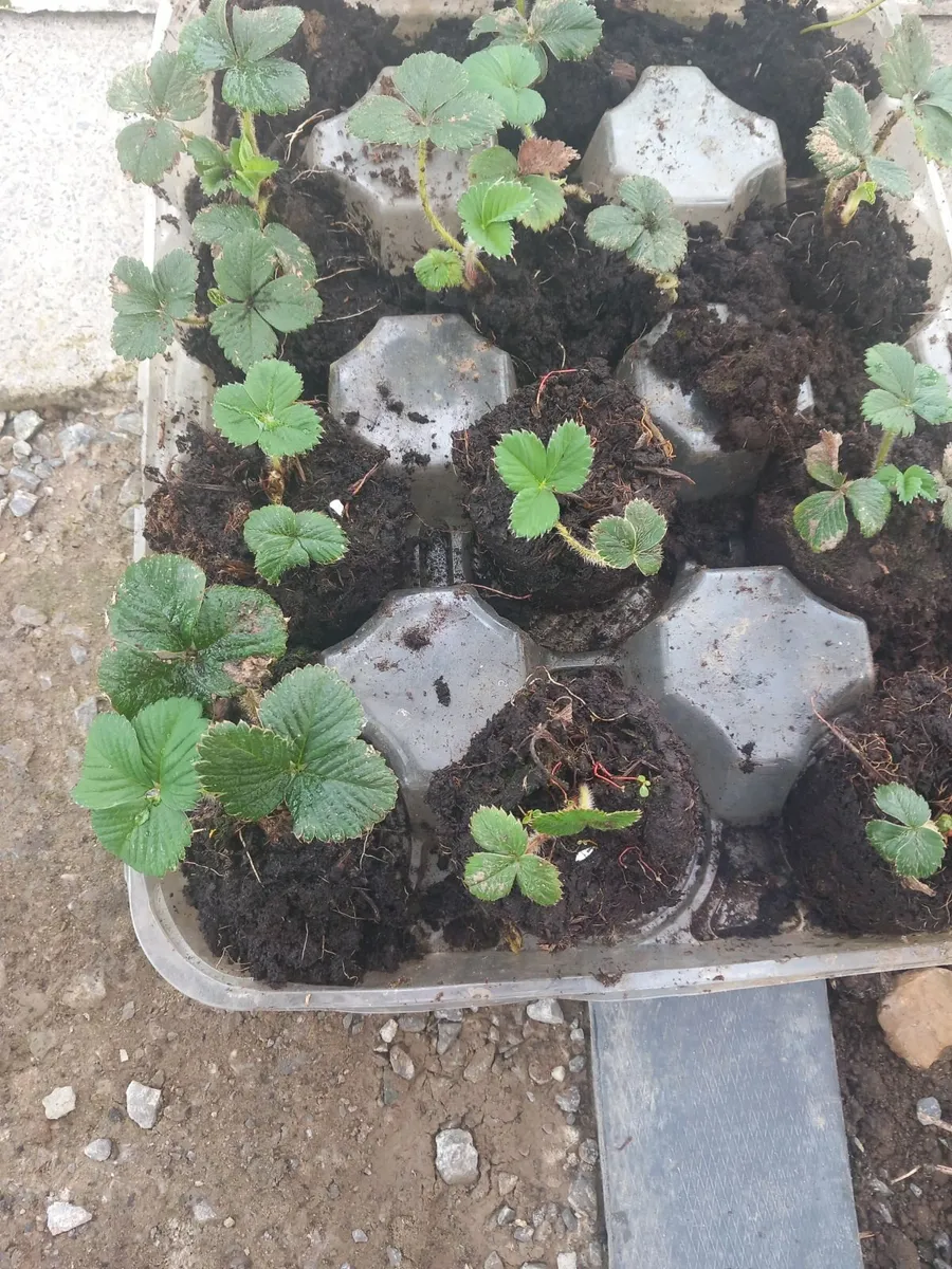 Pepper tomatoe strawberry plants - Image 3
