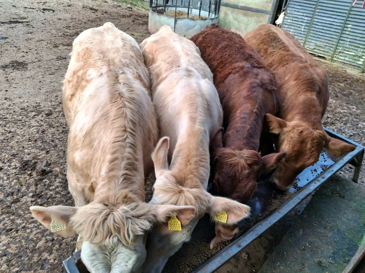 Breeding Heifers - Image 1