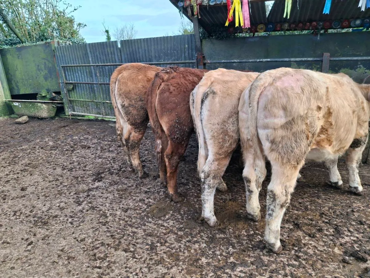 Breeding Heifers - Image 2