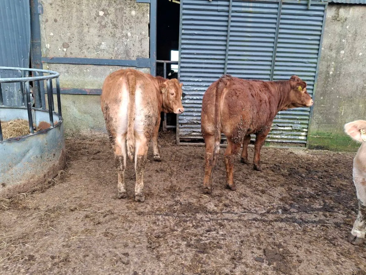 Breeding Heifers - Image 4