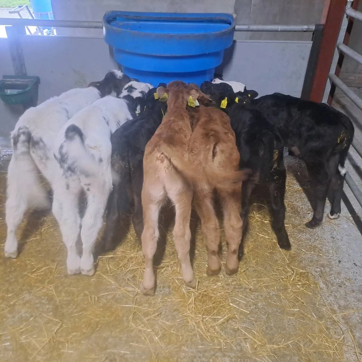 Beef Calves - Image 2