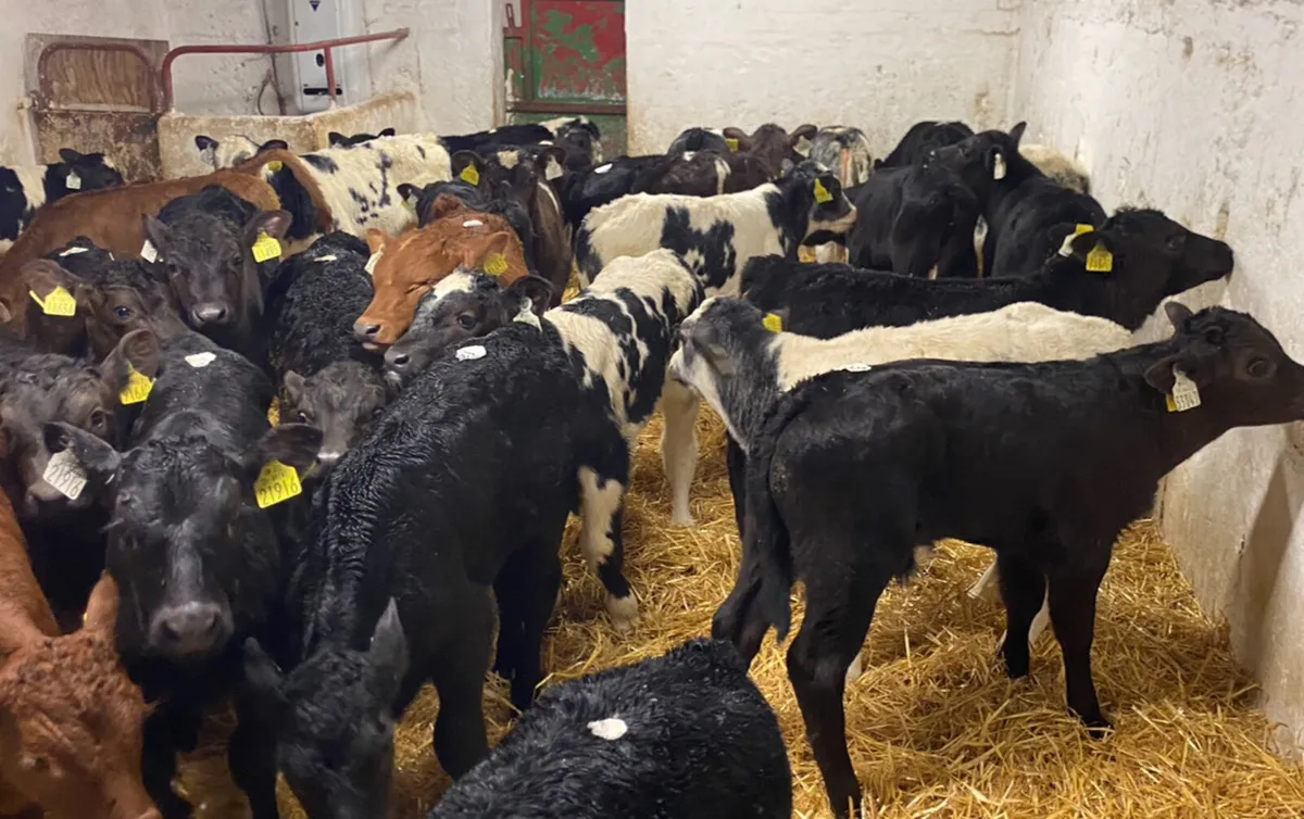 CALVES FOR SALE - Image 1