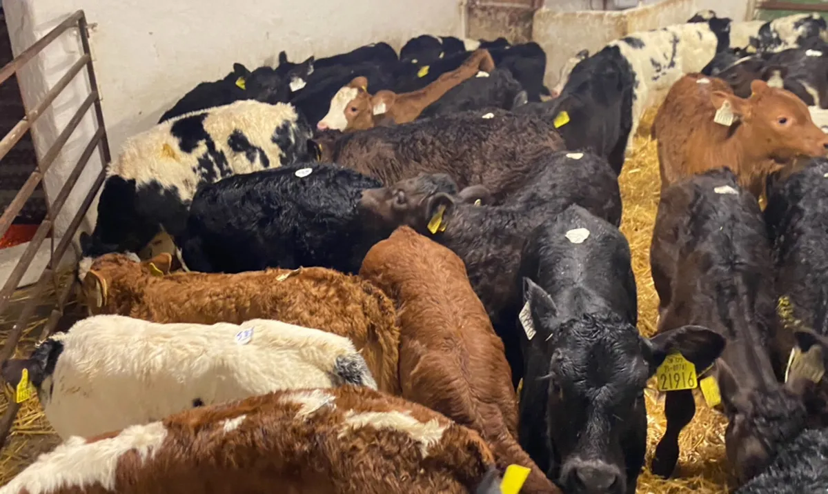 CALVES FOR SALE - Image 2