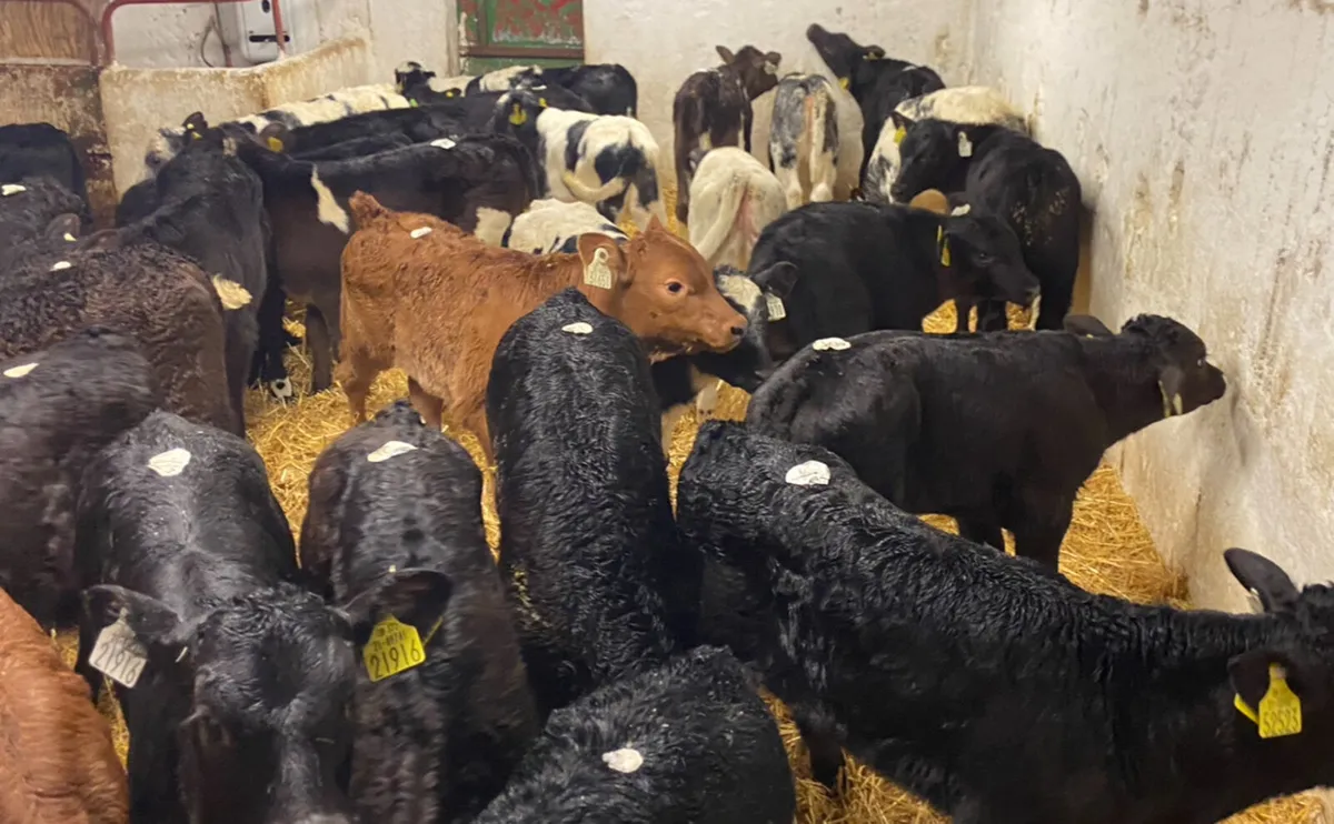 CALVES FOR SALE - Image 3