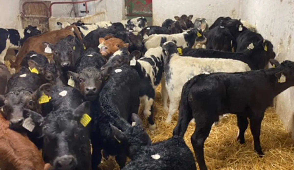 CALVES FOR SALE - Image 4