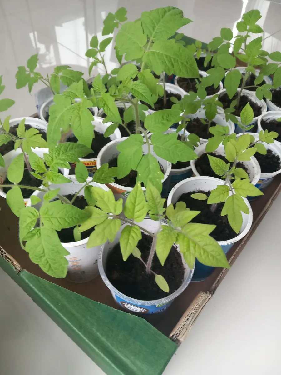 Pepper tomatoe strawberry plants - Image 4