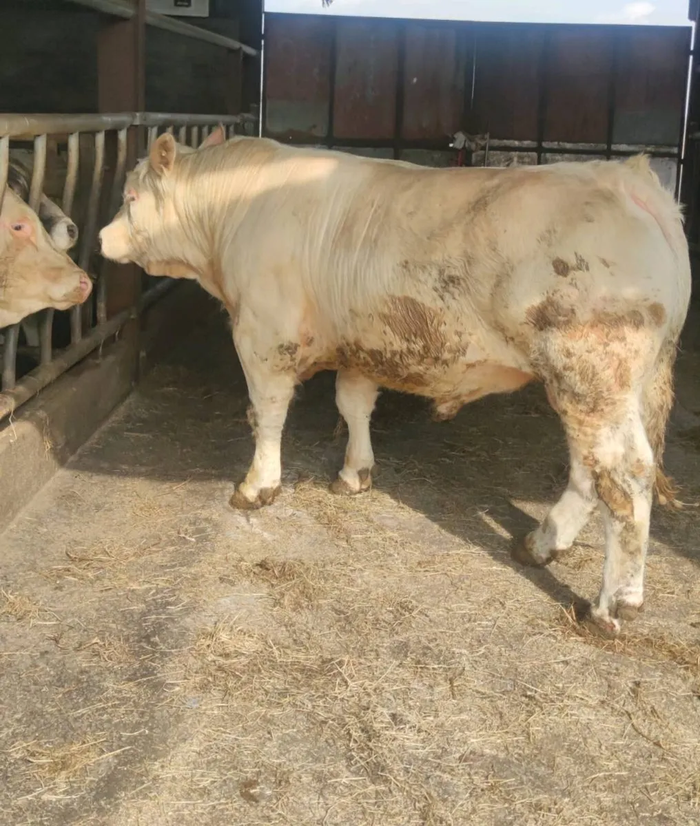 Pedigree charolais Bulls - Image 1