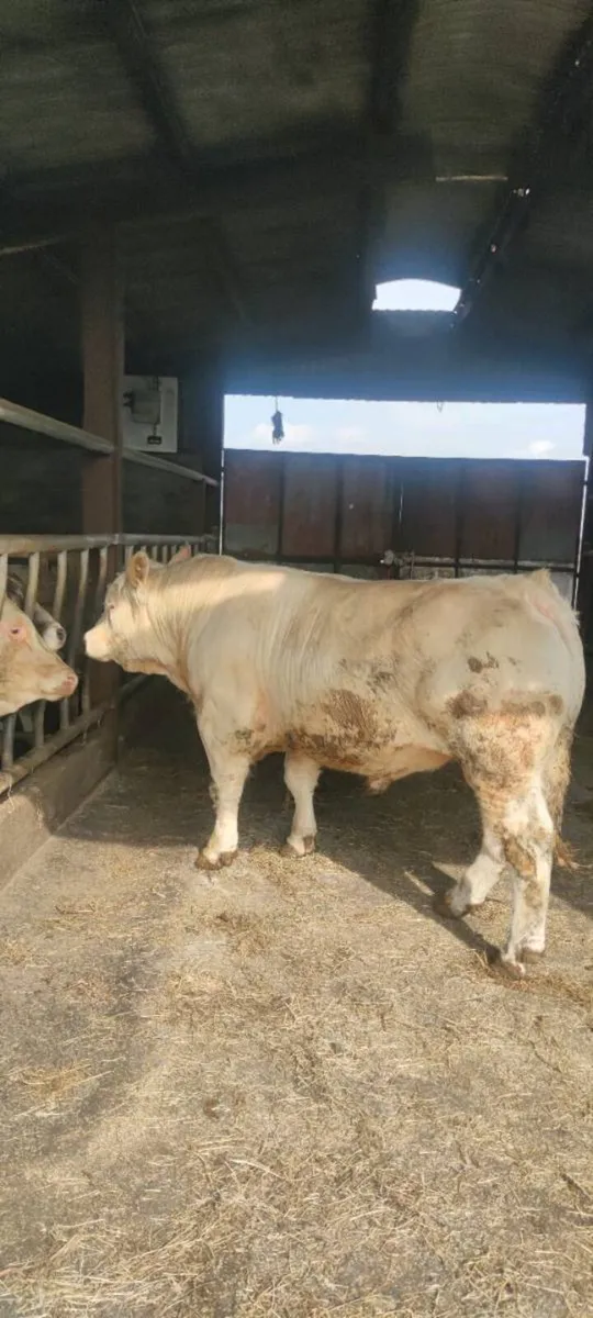 Pedigree charolais Bulls - Image 3