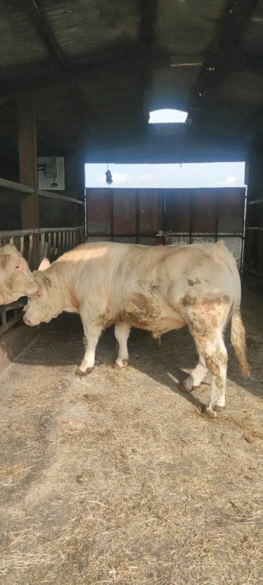 Pedigree charolais Bulls - Image 4