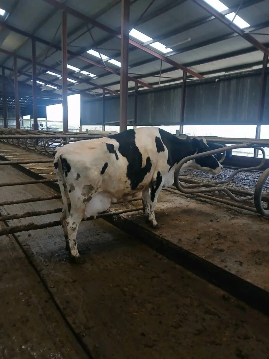 April calving Cows - Image 1