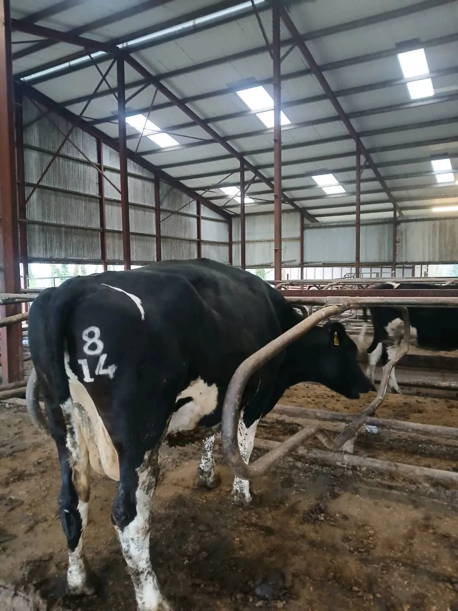 April calving Cows - Image 2