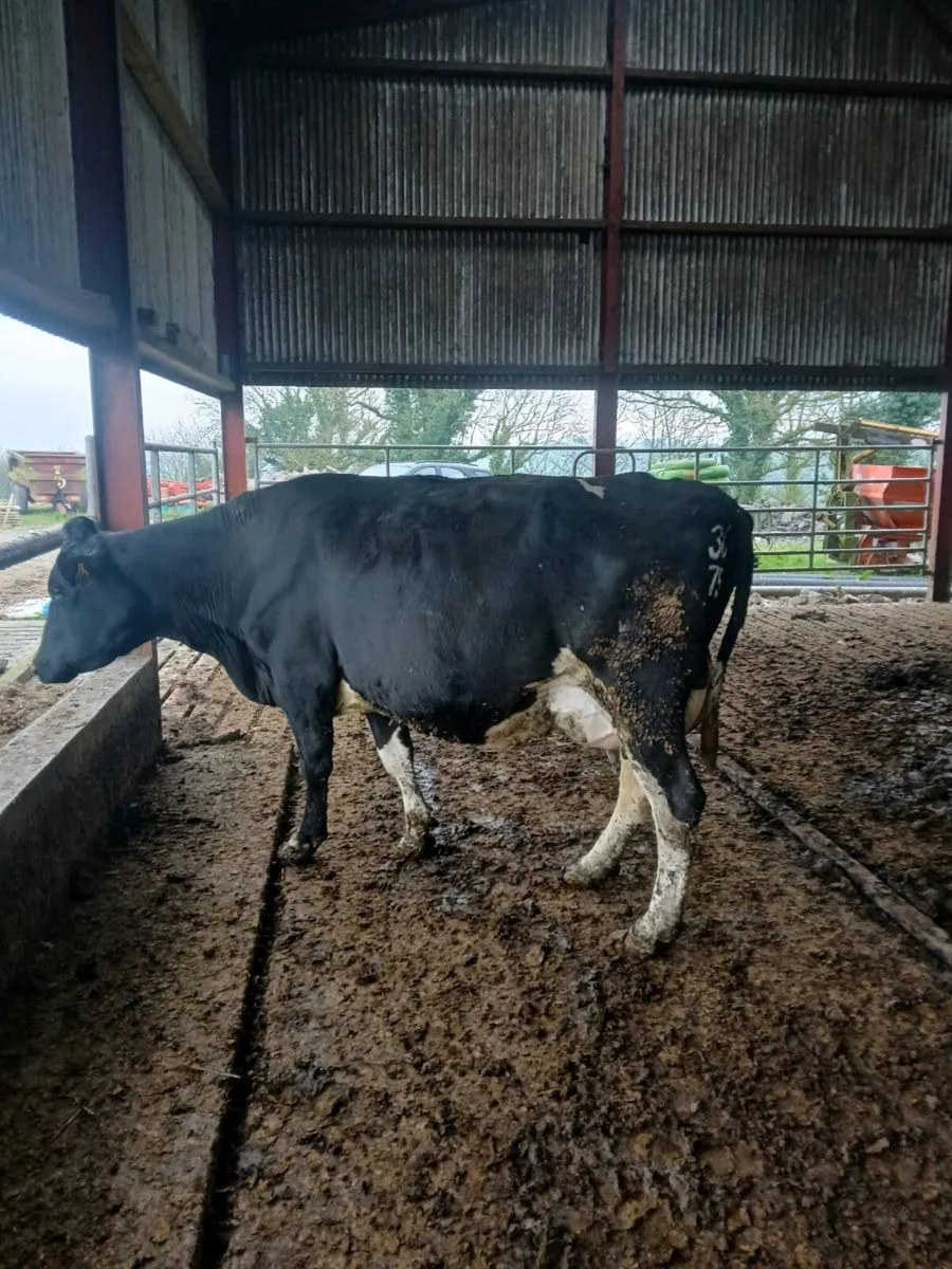 April calving Cows - Image 3