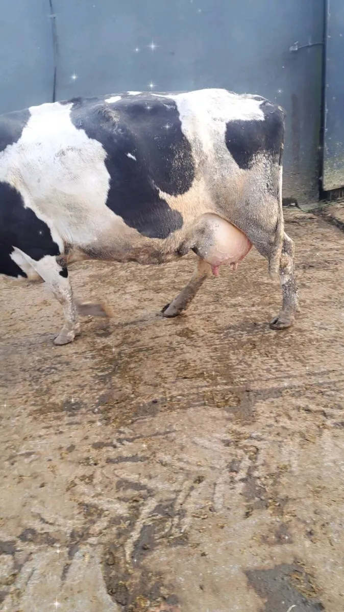 Fr cow for feeding calf - Image 3