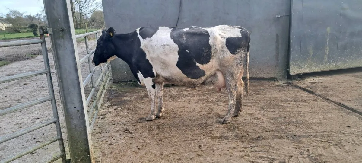 Fr cow for feeding calf - Image 1