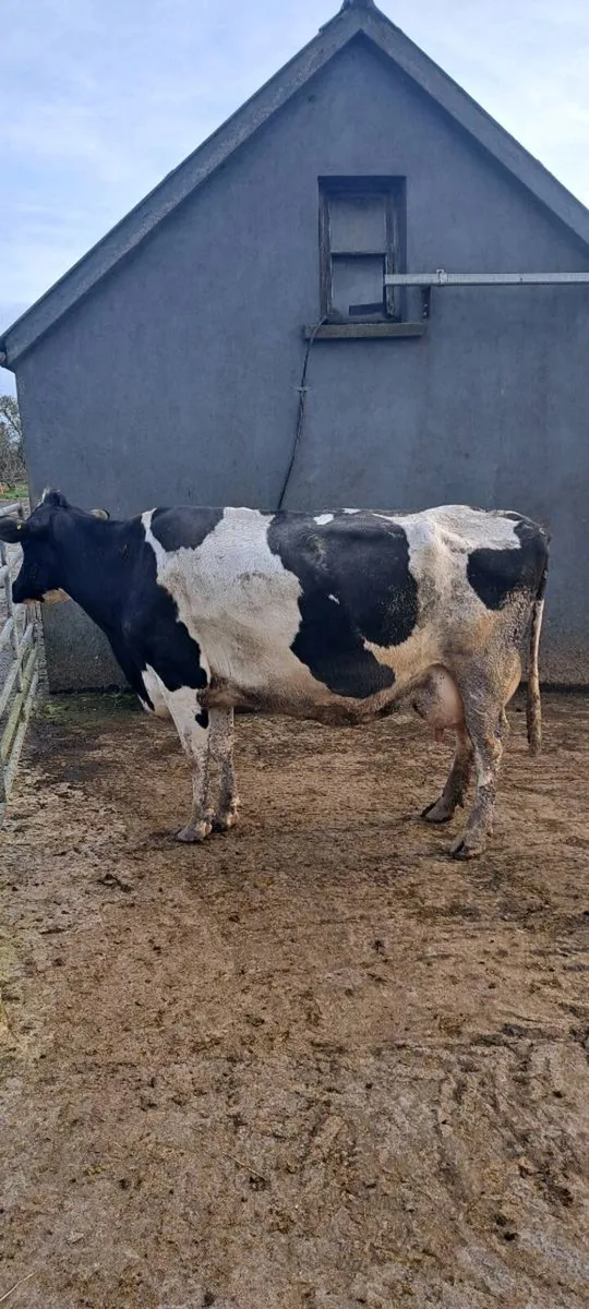 Fr cow for feeding calf - Image 2