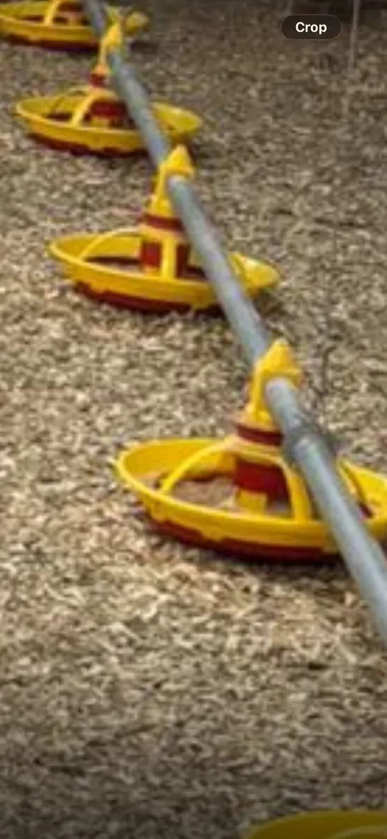 Poultry  feeding equipment - Image 2