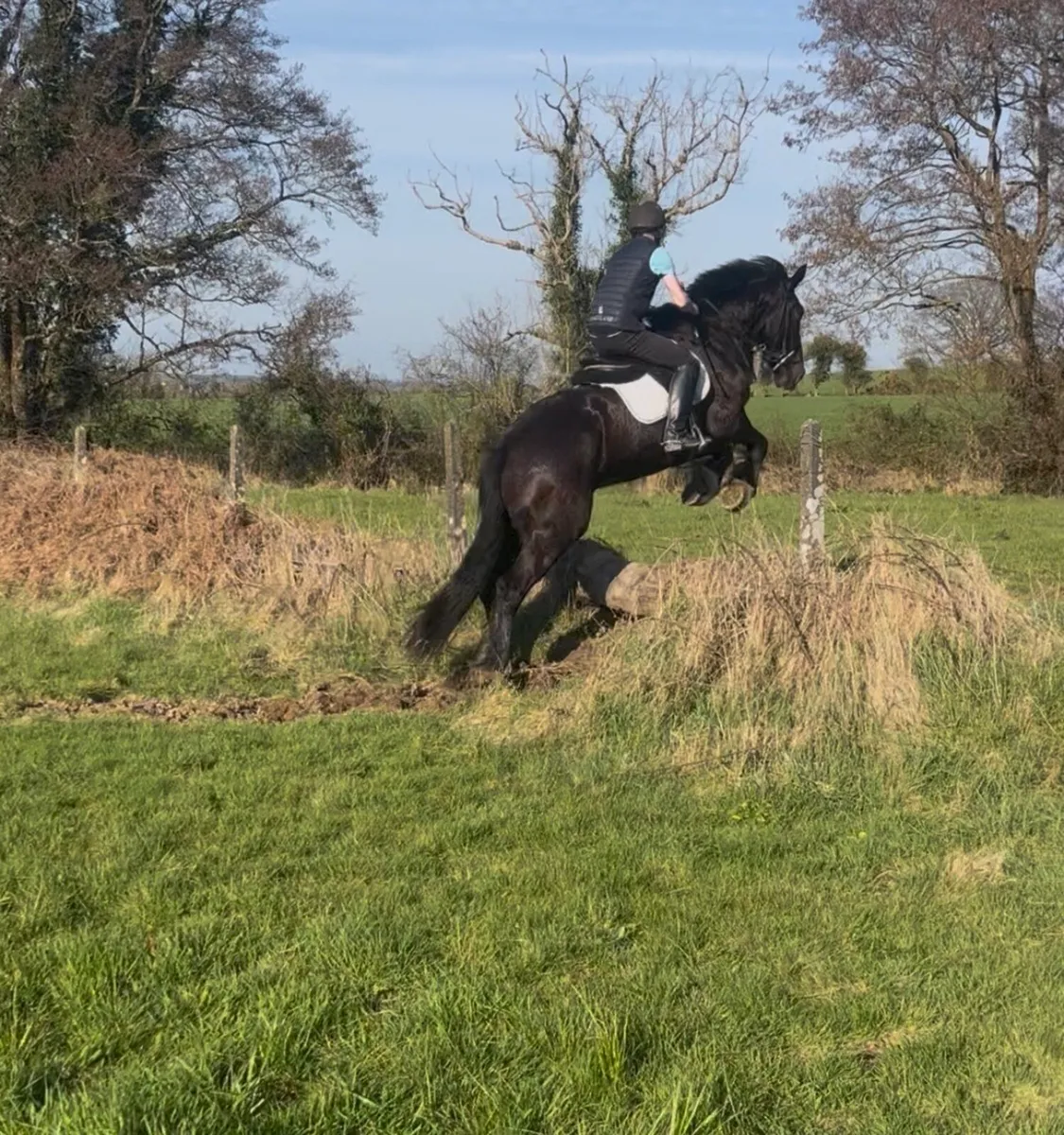 🍀16.1 traditional irish cob mare🍀 - Image 3
