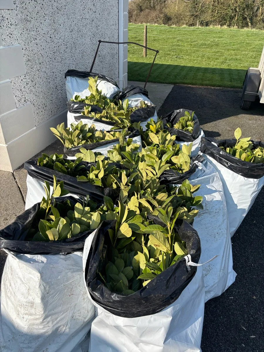Laurel plants - Image 1