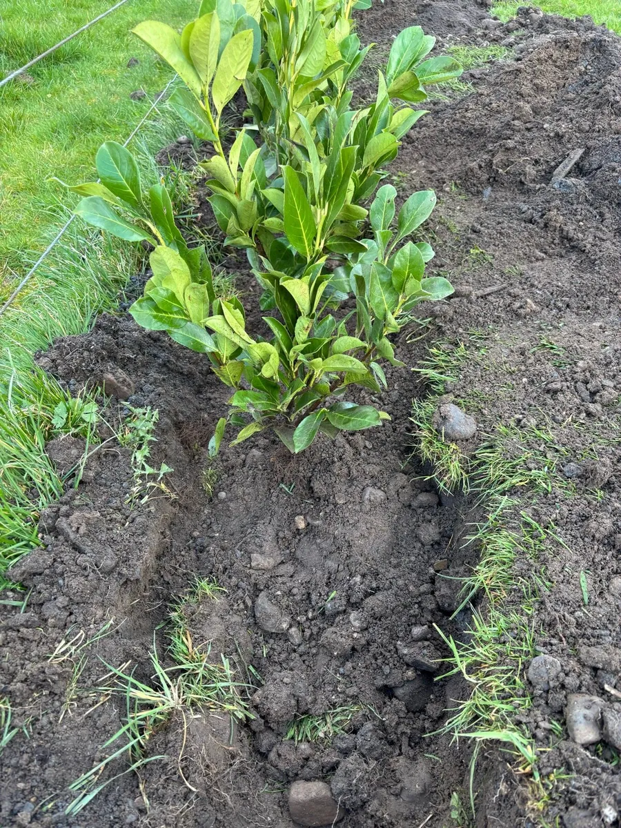 Laurel plants - Image 2