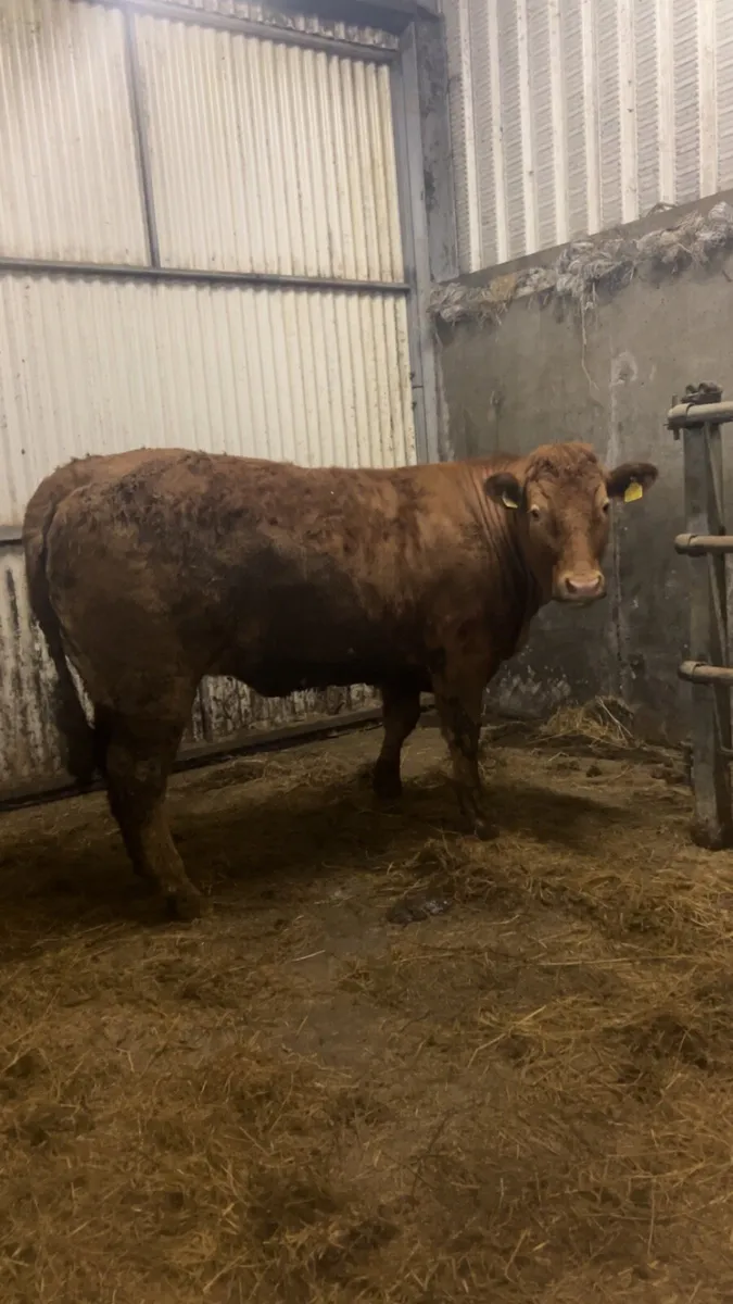 Super breeding heifer - Image 1