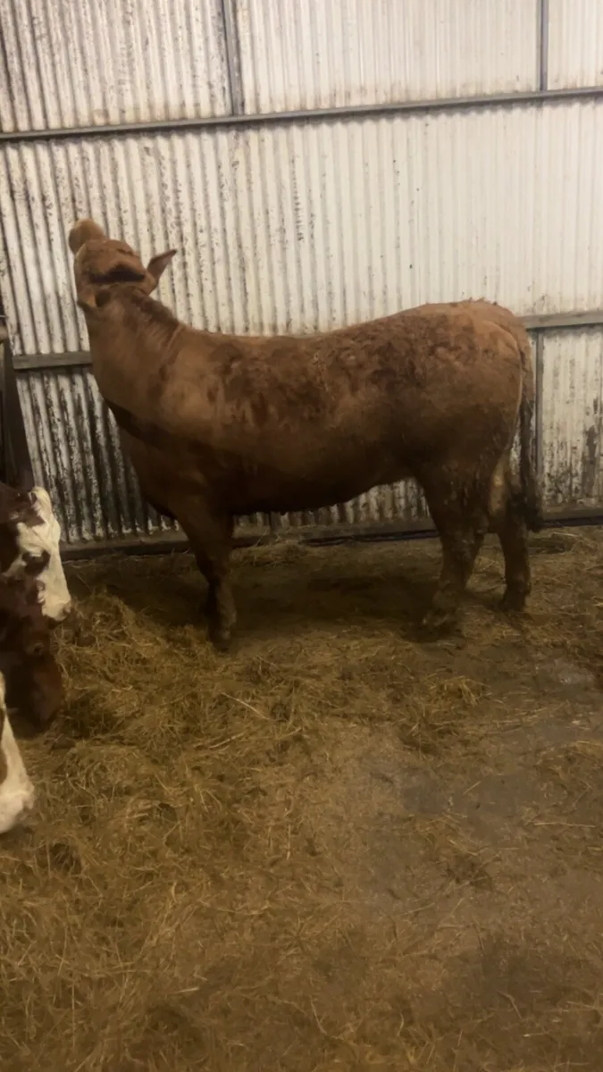 Super breeding heifer - Image 2