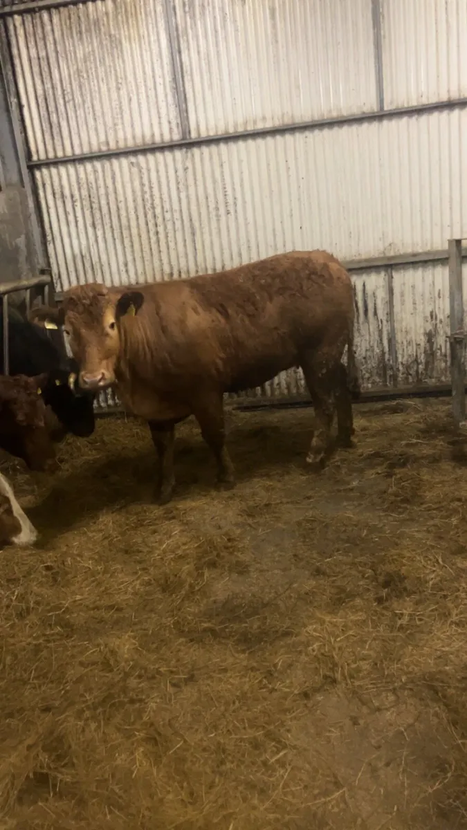 Super breeding heifer - Image 3