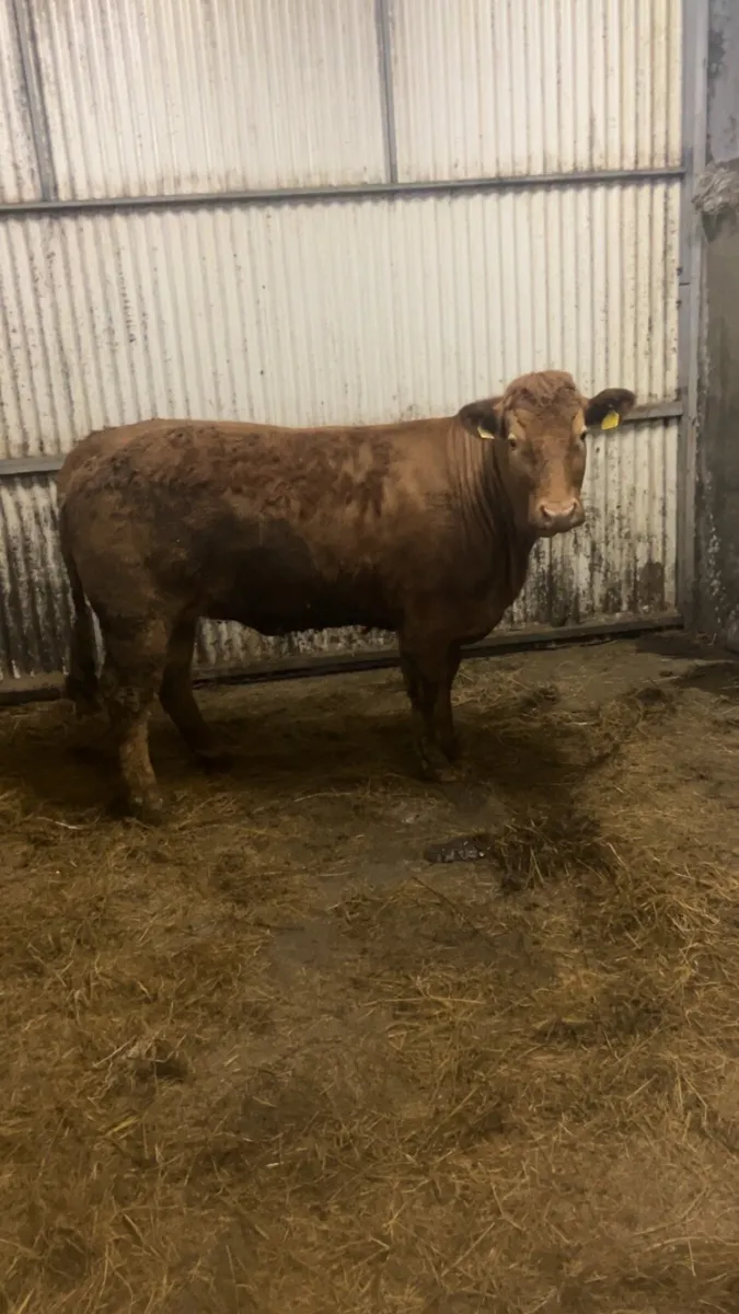 Super breeding heifer - Image 4