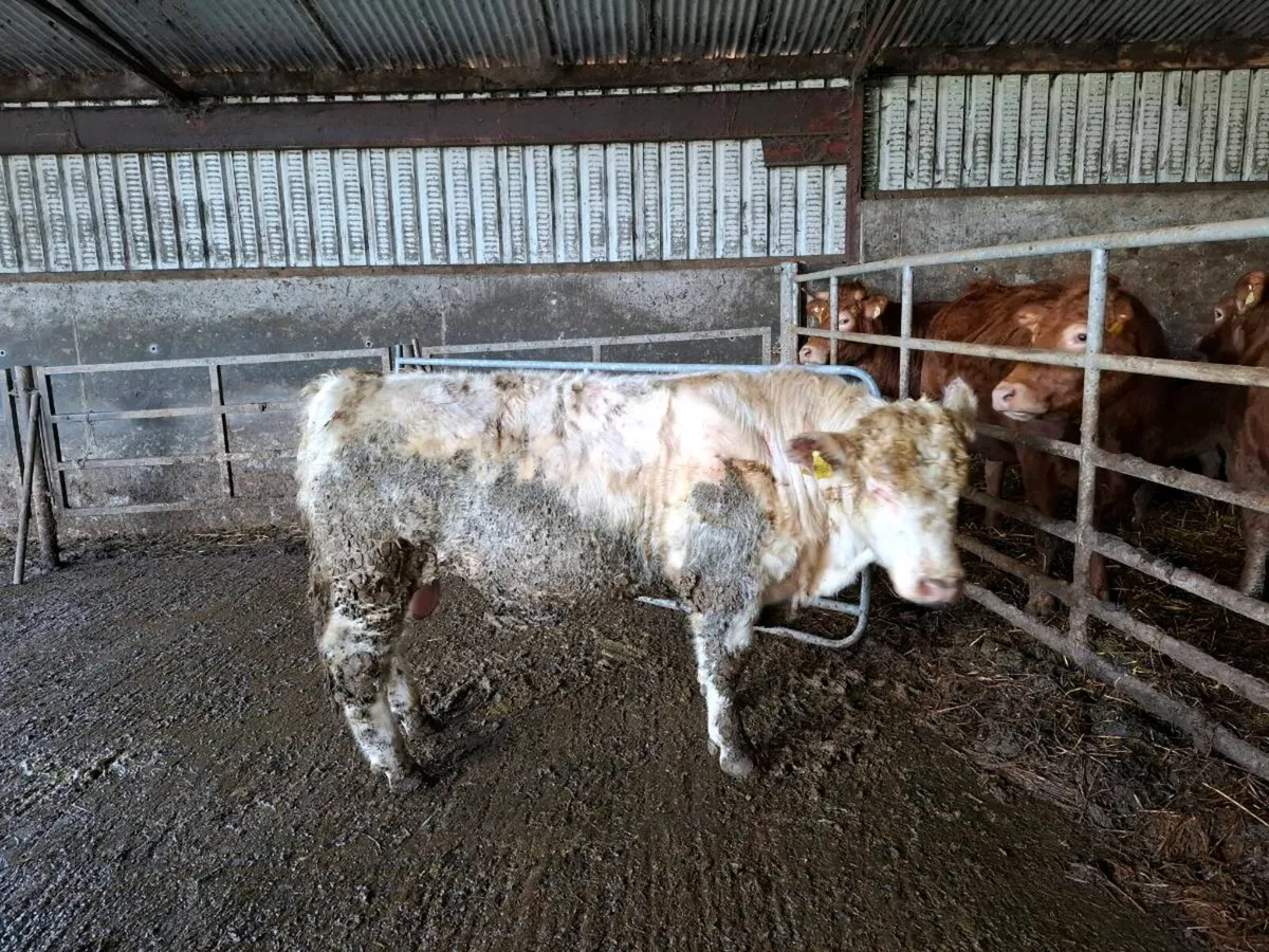 Shorthorn bulls - Image 1