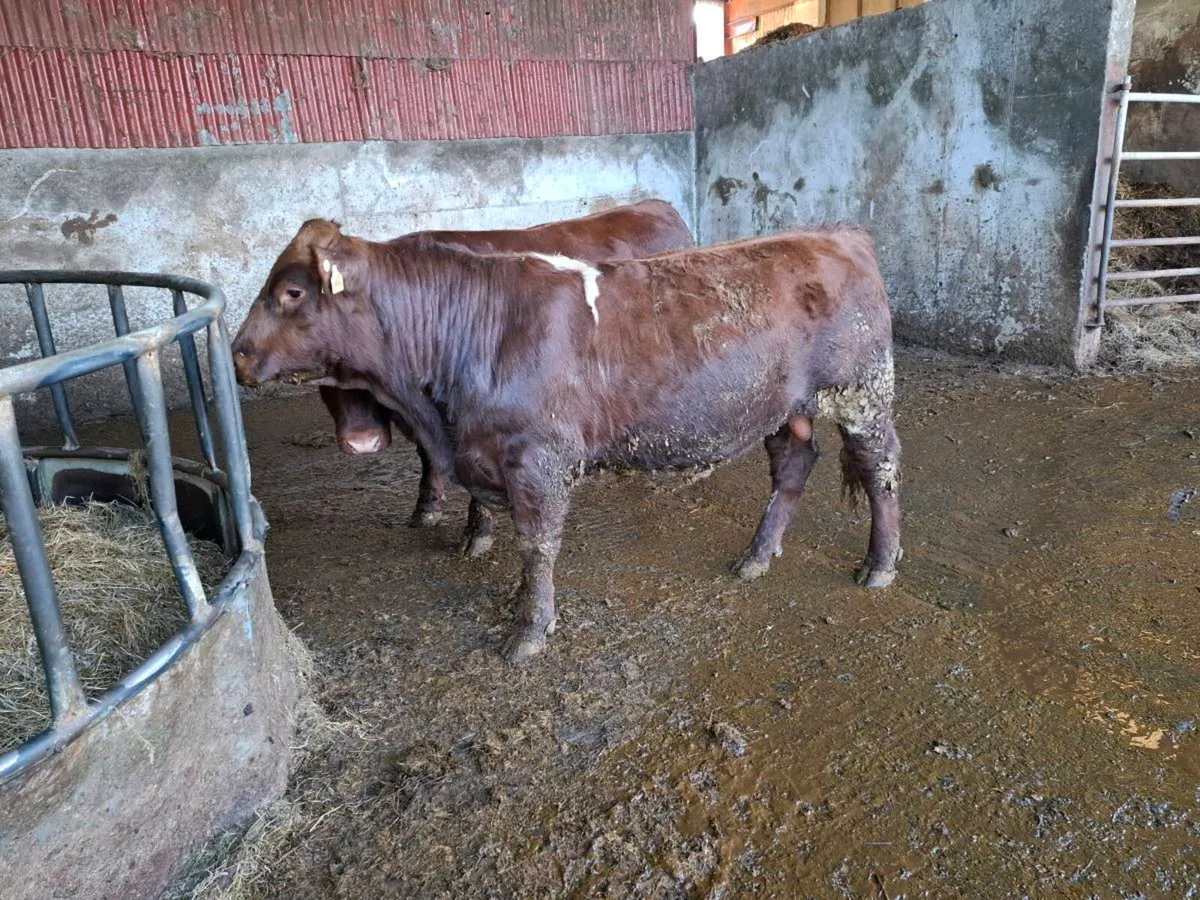 Shorthorn bulls - Image 4