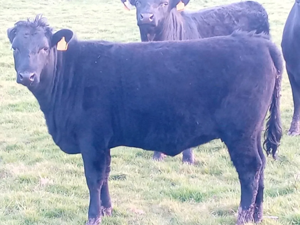 Pbr kerry bull and heifer - Image 2