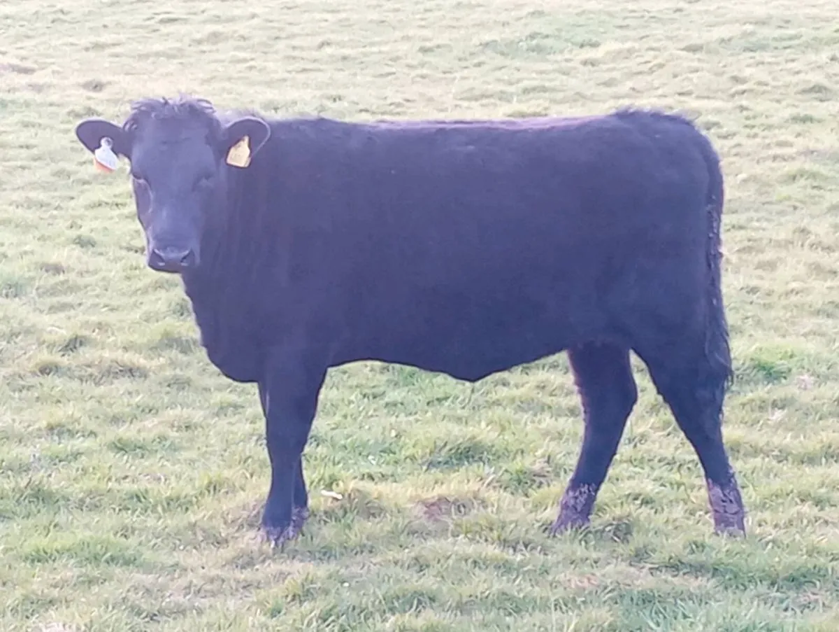 Pbr kerry bull and heifer - Image 3