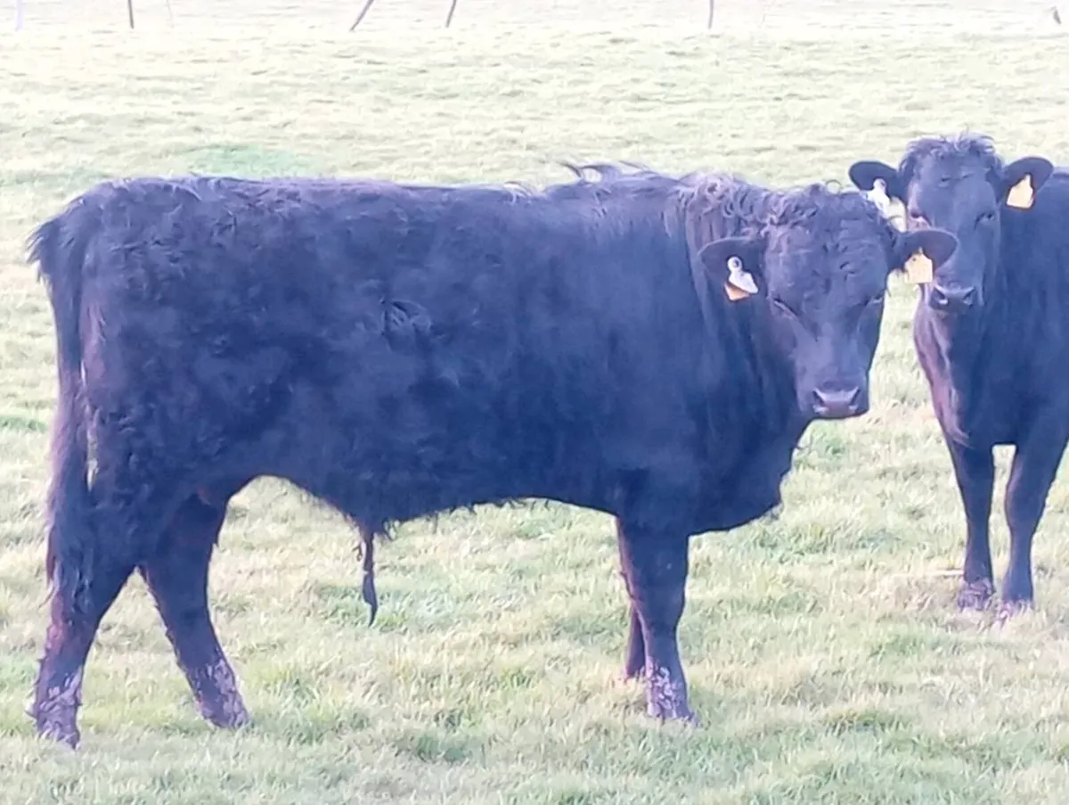 Pbr kerry bull and heifer - Image 4