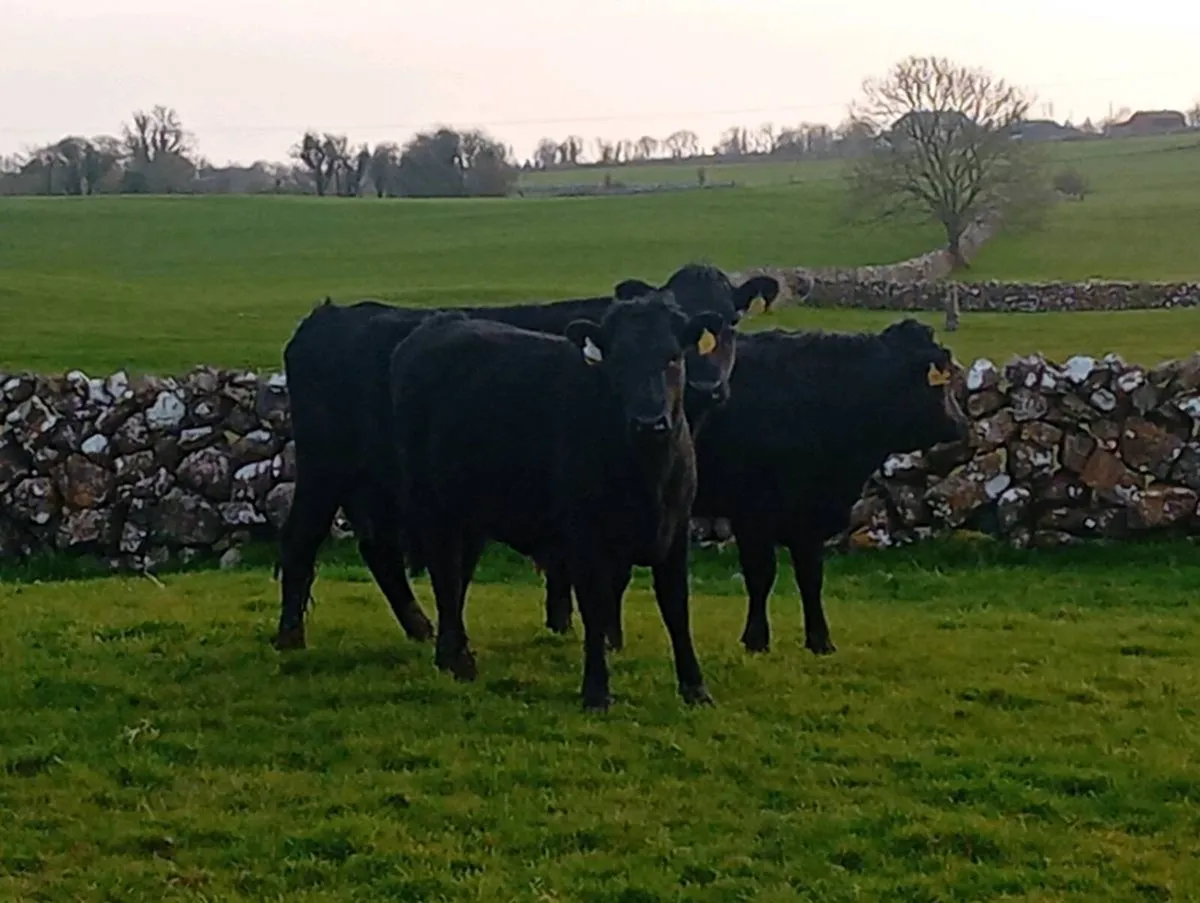 Pbr kerry bull and heifer - Image 1