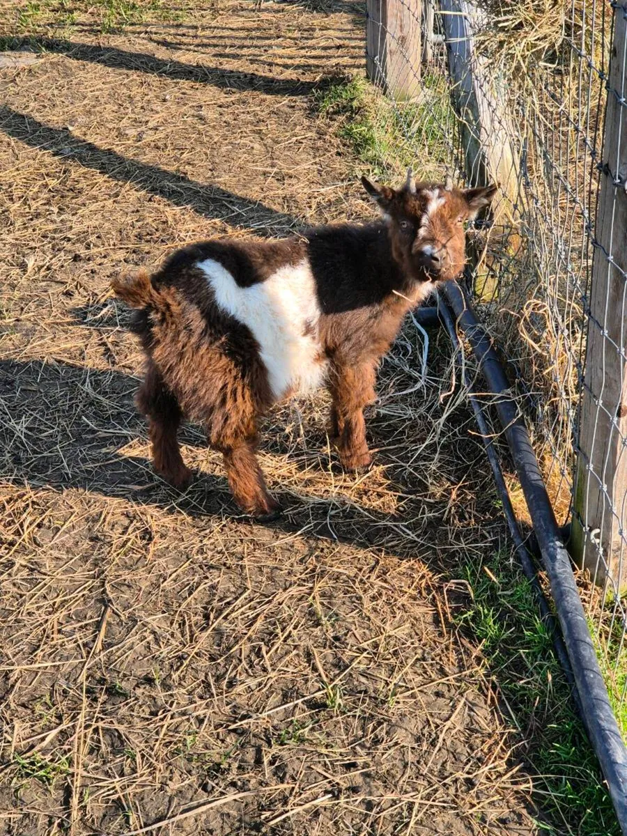 Pygmy Goat - Image 3