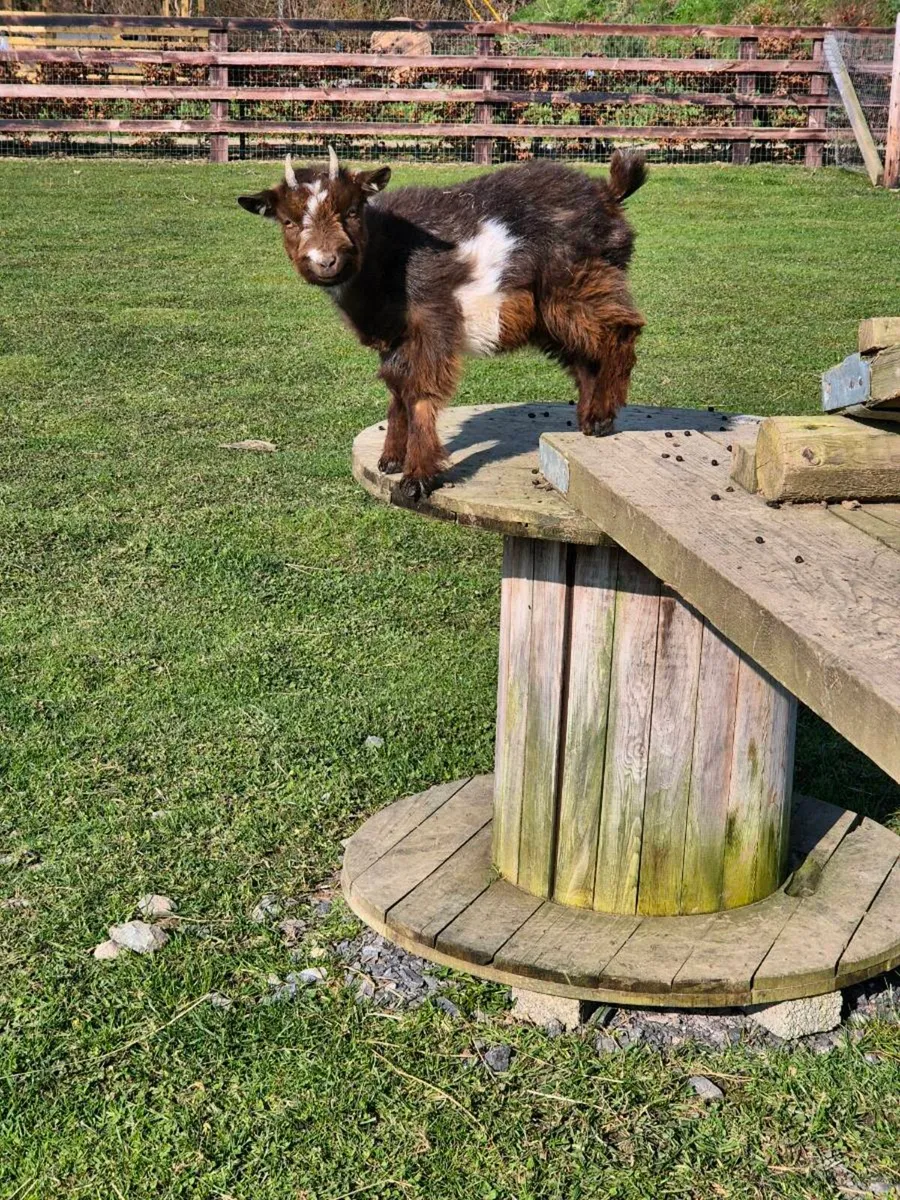 Pygmy Goat - Image 4