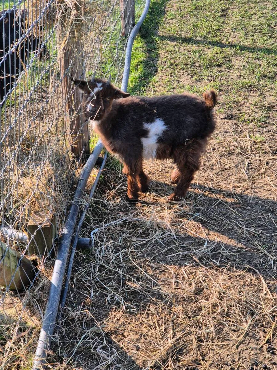 Pygmy Goat - Image 1