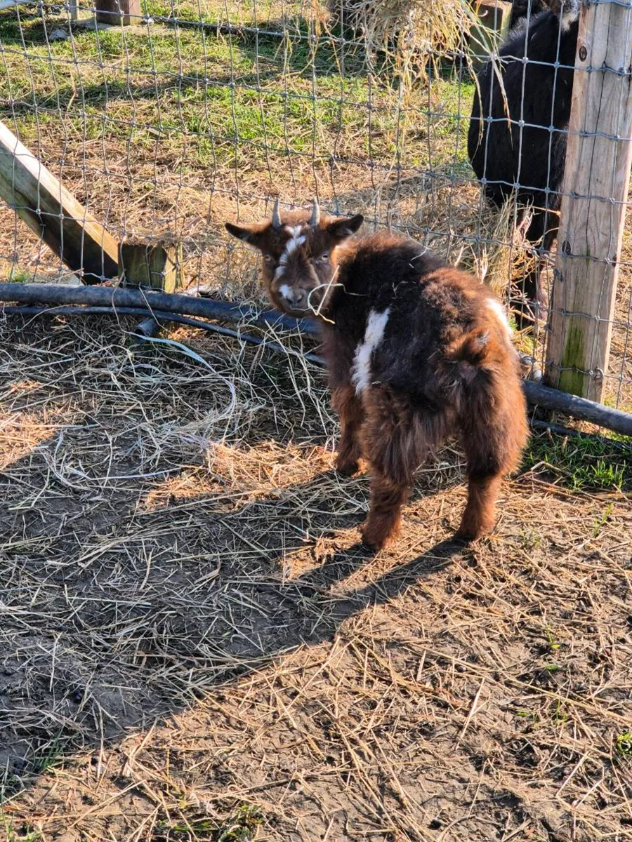 Pygmy Goat - Image 2
