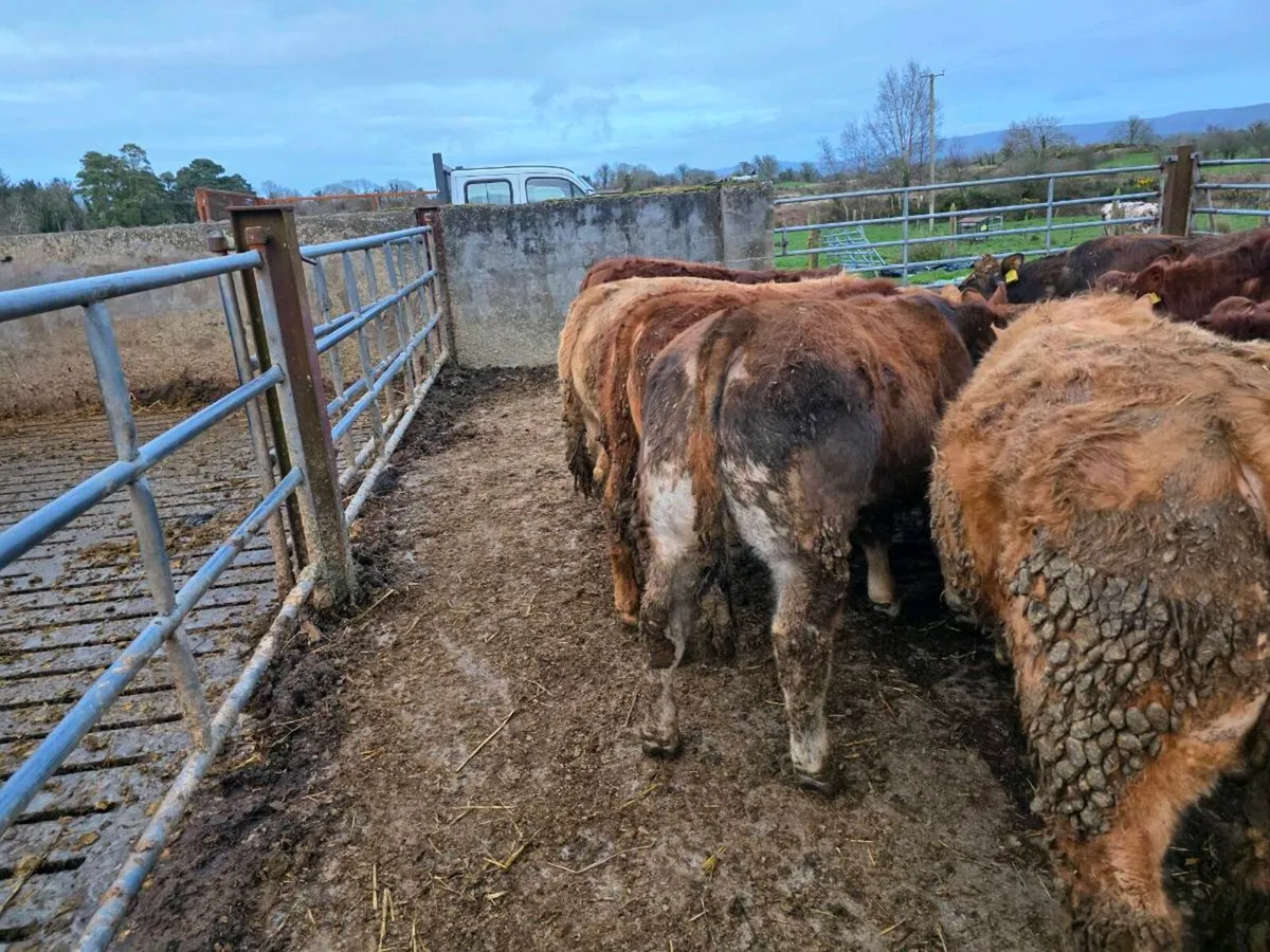 Weanlings  bulls - Image 2