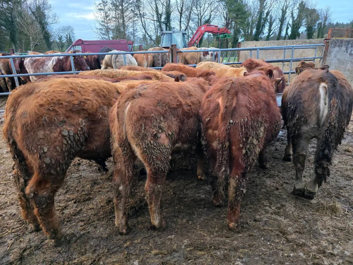 Weanlings  bulls - Image 3